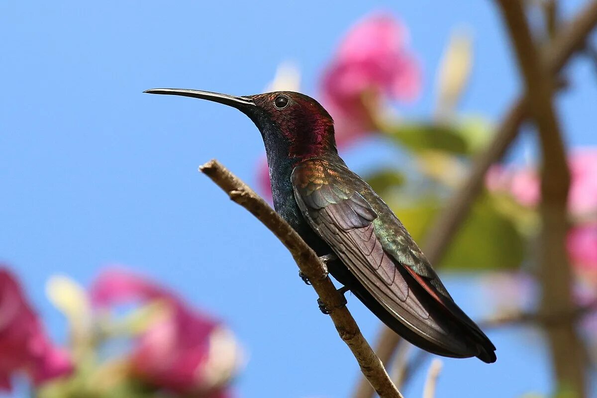 Колибри ямайский манго. Колибри манго. Колибри манго с зеленым горлом. Колибри хуа цветы. Манговые колибри.