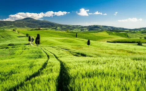 Field world
