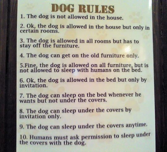 Dogs is not allowed on bed. Dogging rules. Our classroom rules posters. Dogging rules. Dogging rules.