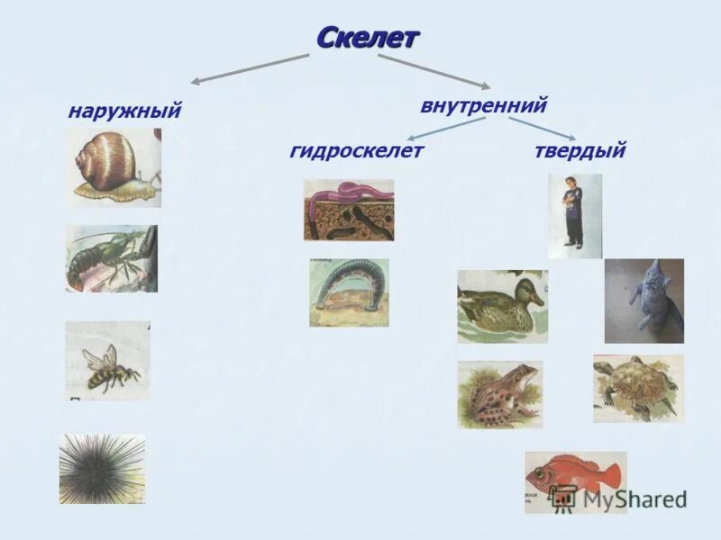 Внутренний скелет представители. Типы скелетов у животных. Наружный и внутренний скелет у животных. Типы животных с наружным скелетом. Типы скелетов наружный внутренний.