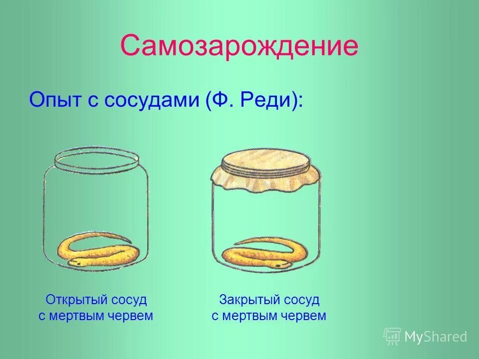 Эксперимент франческо реди. Франческо реди опыт с мясом и мухами. Франческо реди опыт с мясом и мухами. Самозарождение опыты. Опыт ф реди.