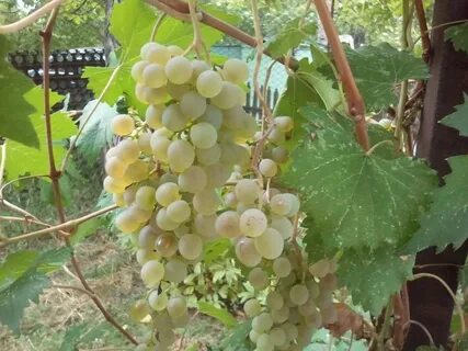 Первенец магарача сорт винограда
