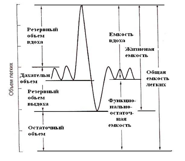Определение жизненной емкости легких практическая работа. Определение жизненной емкости легких практическая работа
