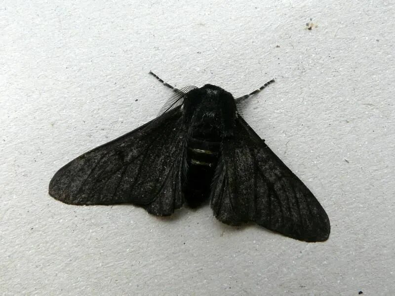 Эти легкие похожи на мой черный. Черный мотылек. Черная ночная бабочка. Большой черный мотылек. Черные Крылья бабочки.