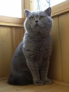 Котенку 1 годик