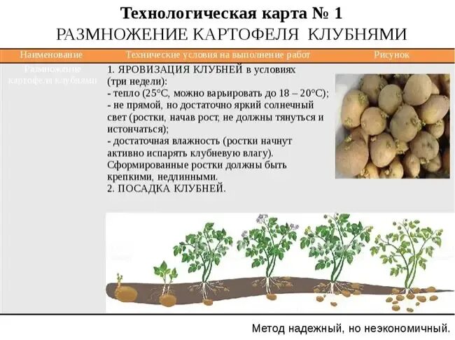 Размножение с помощью клубня. Вегетативное размножение картофеля клубнями. деление клубней размножение картофеля.. размножение картофеля ростками. картофель форма размножения.