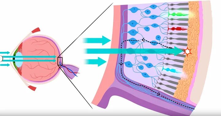 Благодаря чему мы видим. Как мы видим цвета. Как мы видим предметы. Почему мы видим. Почему мы видим предметы.
