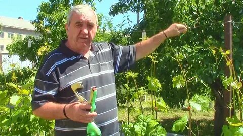 Винограда выборы