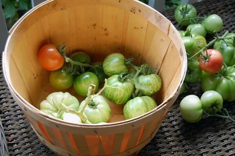 Хранение помидоров в домашних условиях. Помидоры в огороде. Дозариваем помидоры. Хранение помидоров. Дозревание томатов зеленых.