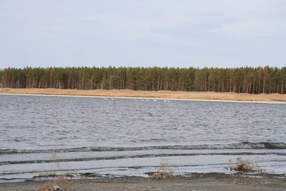 Озеро горькое Курганская область. Озеро Сосновая роща Курганская область. Оз горькое Курганская область Звериноголовский район. Курорт озеро горькое Курганская область. Курорт озеро горькое