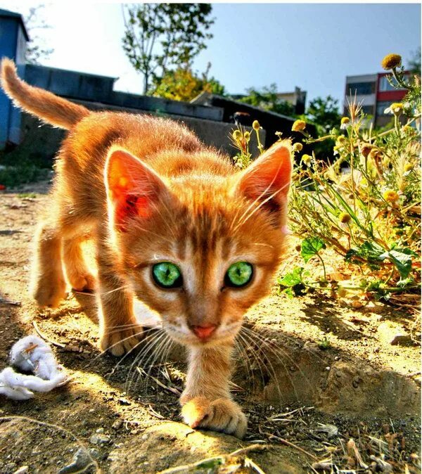 Фото рыжего кота с зелеными глазами Landlords find out why cat ownership is great for rented homes.