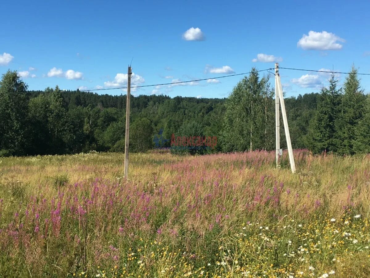 Поселок березовый участки. Поселок березовый. участок в приозерском районе. поселок березово ленинградская область.