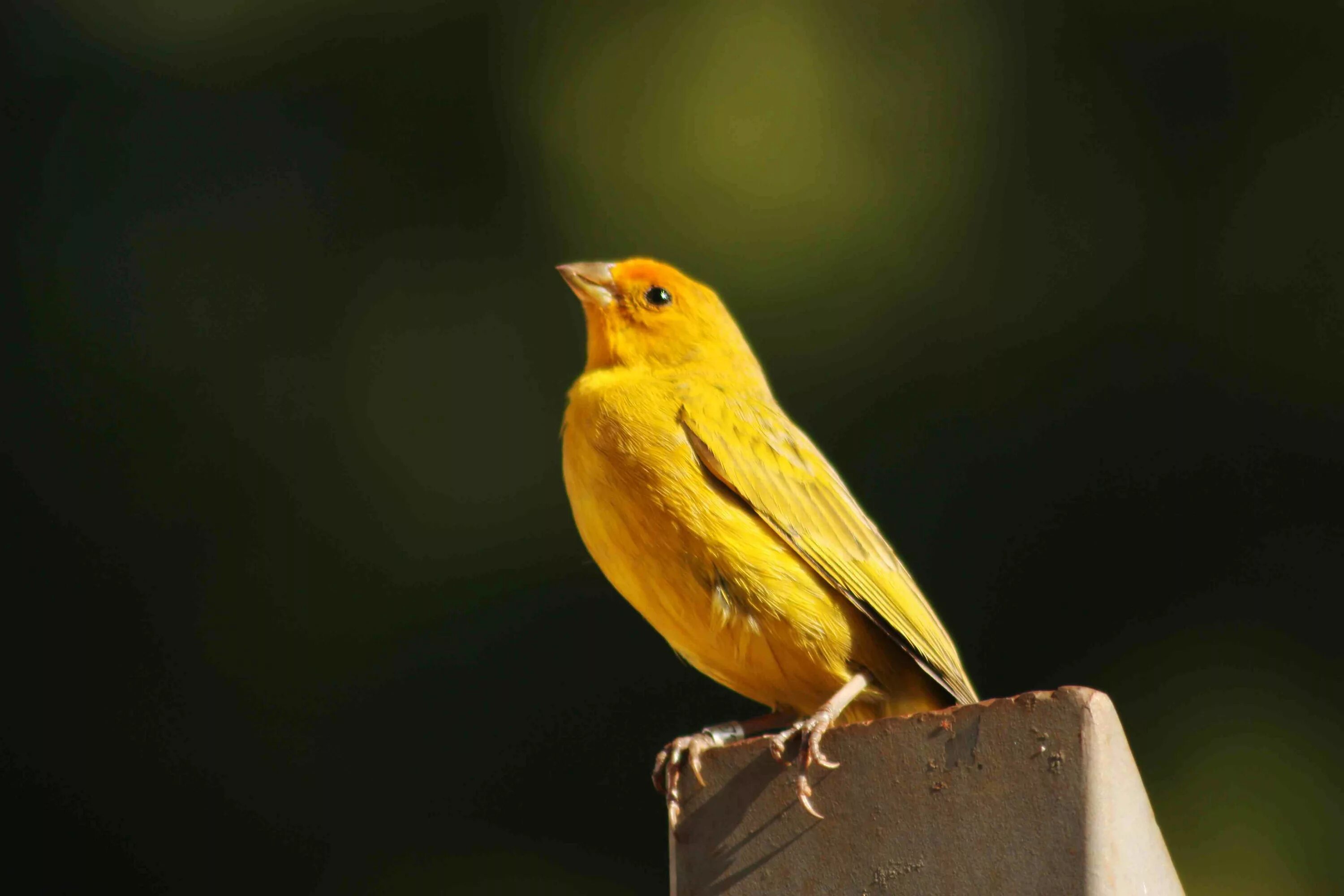 Canary перевод. Канарейка кенар. Canary - канарейка. Желтый кенар. Хохлатая канарейка.