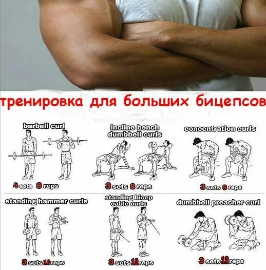 Тренировка бицепс программа для мужчин. Упражнения на бибицепс. Тренировка на бицепс в тренажерном. Комплекс силовых упражнений с гантелями с описанием. Тренировка бицепс программа для мужчин.
