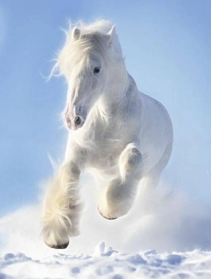 Белая лошадь. Красивый белый конь. Красивые лошадки. Белая лошадь в снегу.