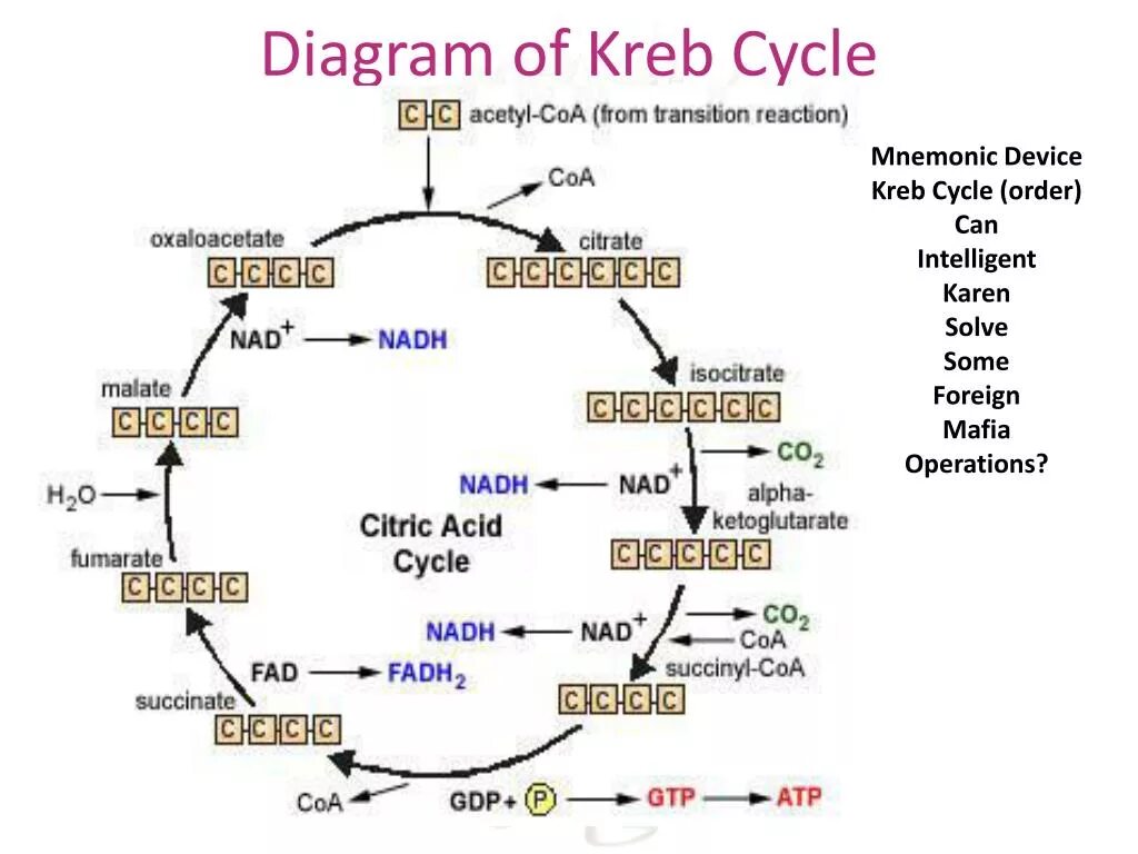 Цикл Кребса биохимия. Krebs Cycle. Цикл Кребса и окислительное фосфорилирование. Цикл трикарбоновых кислот. Цитратный цикл
