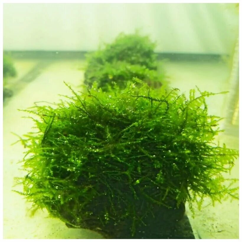 Мох бабл. Мох бабл в аквариуме фото. Мох бабл фото. Мох бабл- moss. Мох бабл.