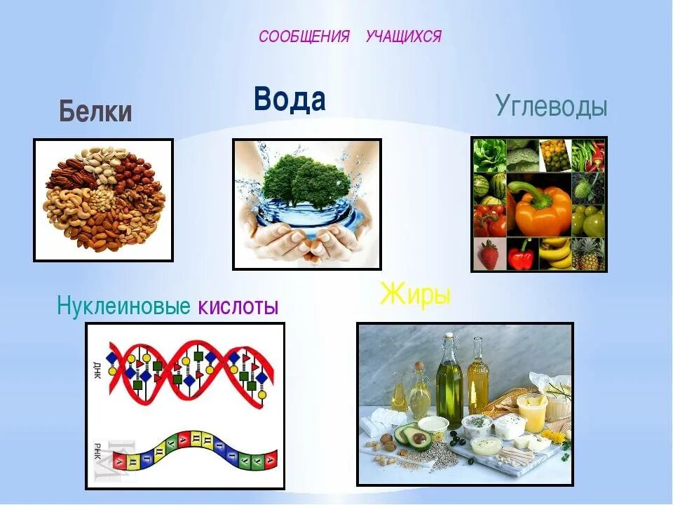 Также белки и жиры. Белки жиры углеводы нуклеиновые кислоты. Белки липиды углеводы нуклеиновые кислоты. Белки нуклеиновые кислоты углеводы.