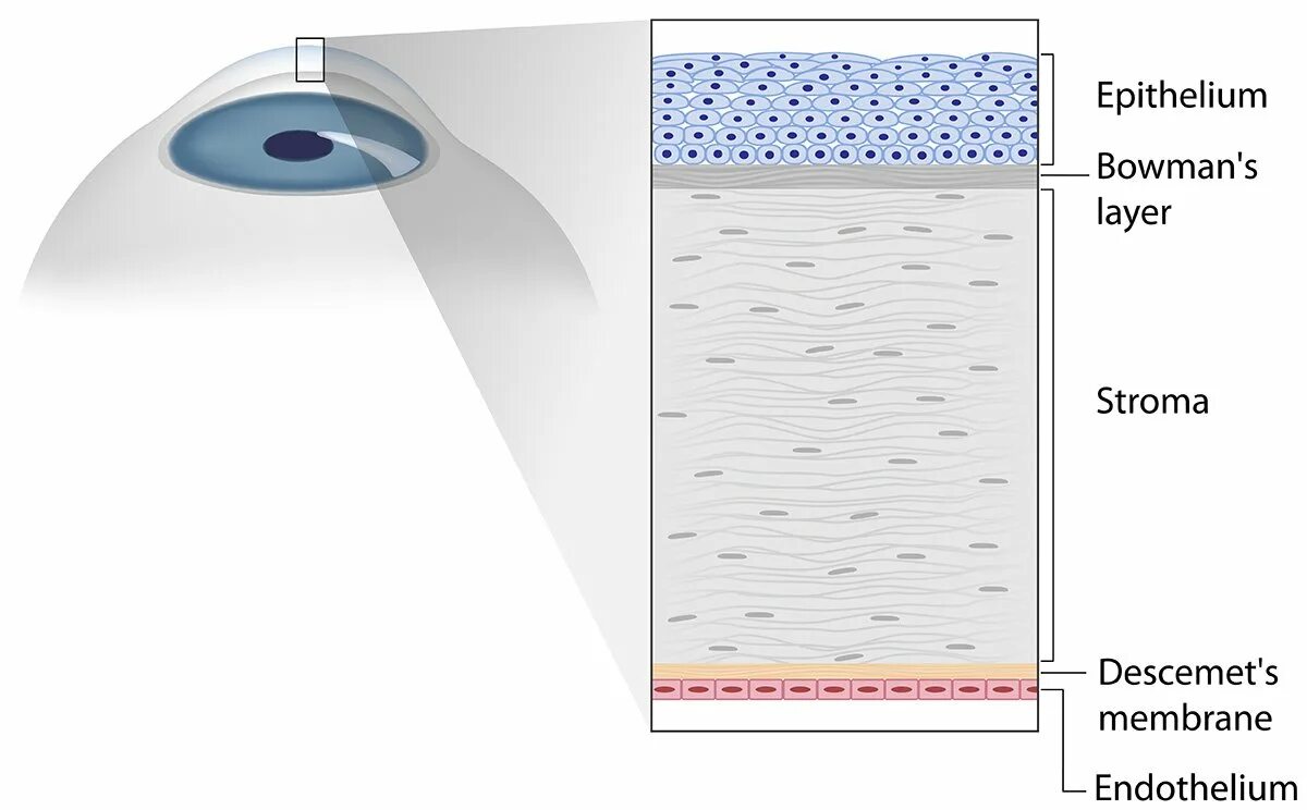 Строение эпителия роговицы. Схема строения роговицы. Послойное строение роговицы. Десцеметова мембрана роговицы. Роговица образована