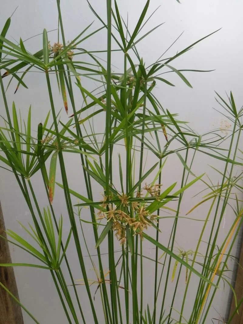 Cyperus oil. Циперус фараон. Cyperus conglomerates. Циперус цветок комнатный. Сыть круглая ореховая трава.
