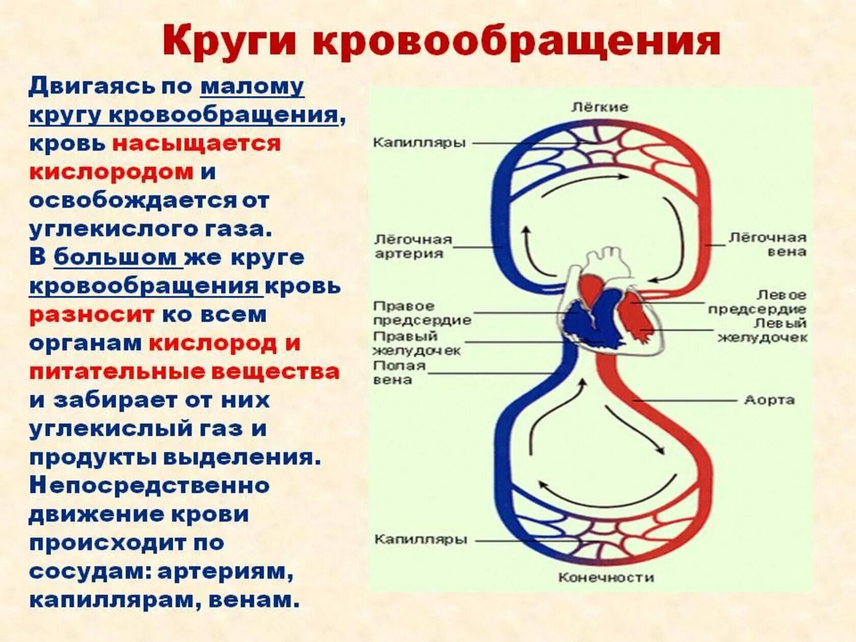 Большой круг кровообращения идет