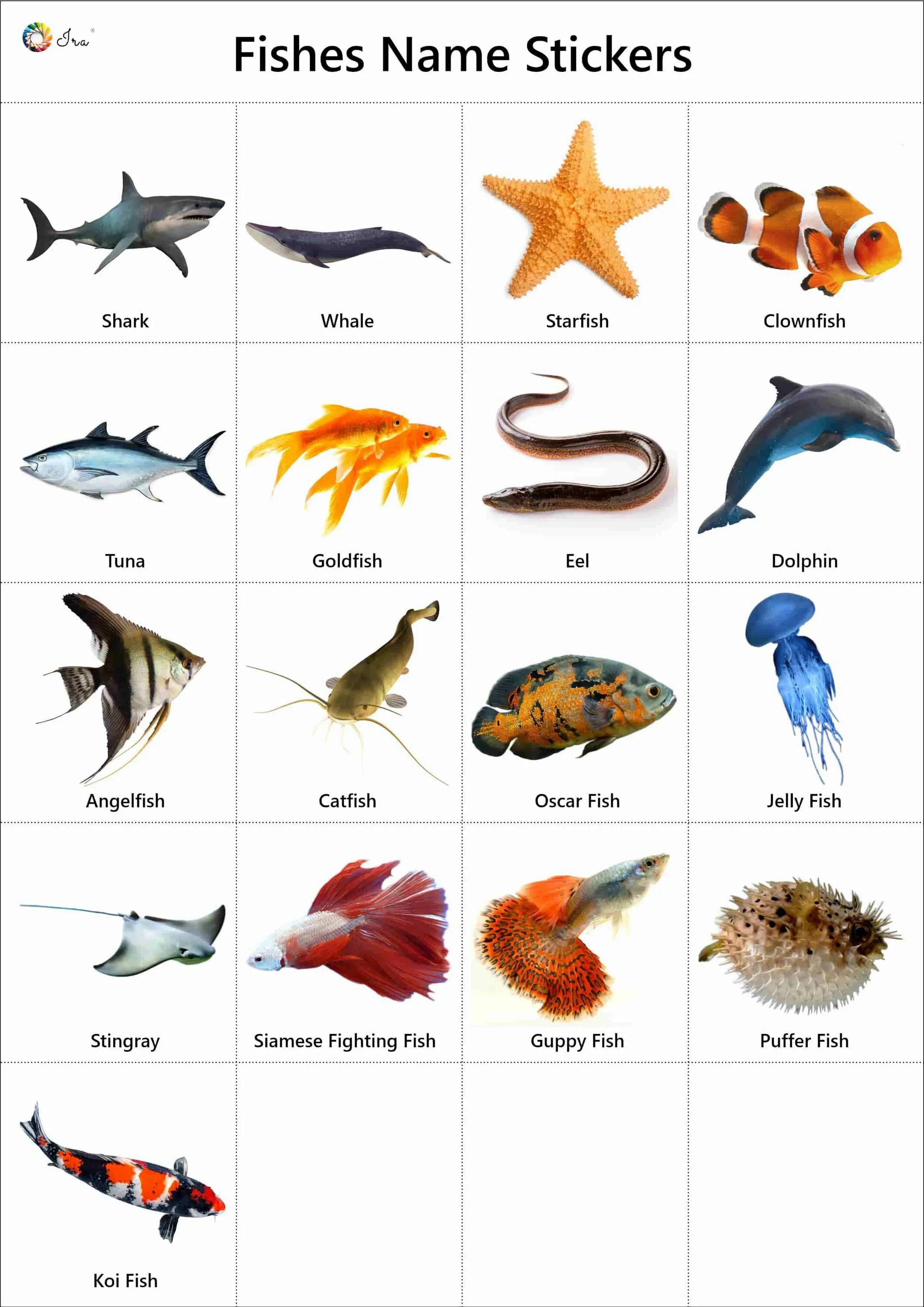 Fish name. Рыбы на английском. Виды рыб. Разновидность рыб на английском языке. Виды морских рыб на английском.