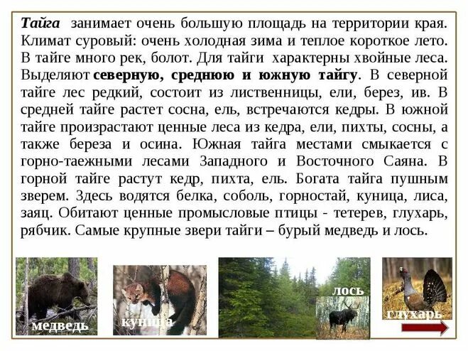 Сообщение о тайге. Рассказ о тайге. Сообщение на тему Тайган. Доклад на тему Тайга.