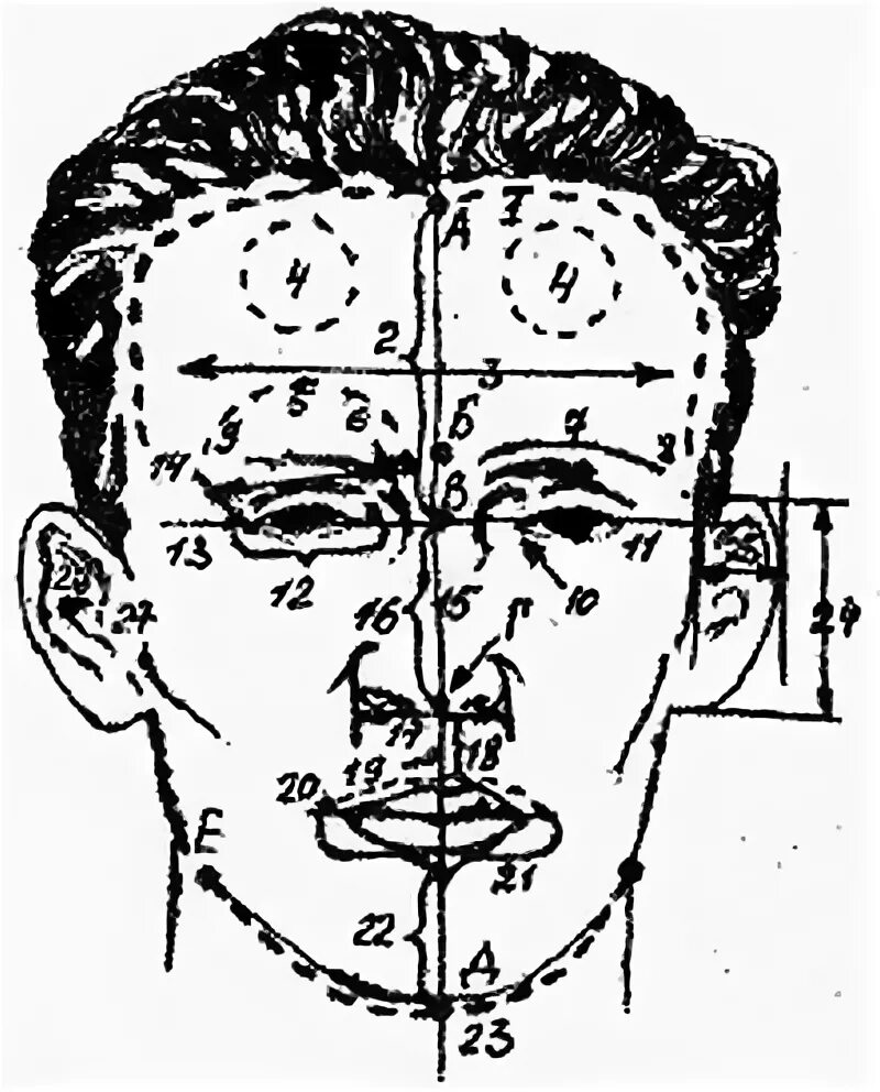 Физиогномика лоб. Лобный бугор криминалистика. Надбровные дуги криминалистика. Надбровные дуги физиогномика. Бугры на лбу физиогномика.