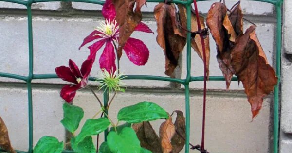 Клематисы - Clematis - Źródło Dobrych Pnączy