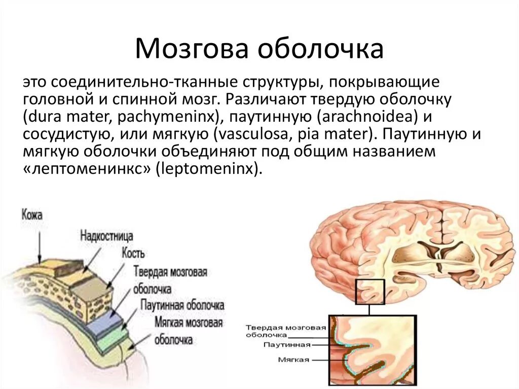 Какие оболочки мозга. Паутинная оболочка головного мозга. Оболочки мозга, спинномозговая жидкость( ликвор). Оболочки спинного мозга ликвор. Паутинная и мягкая мозговые оболочки.