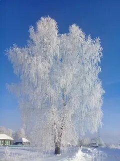 Белая береза село