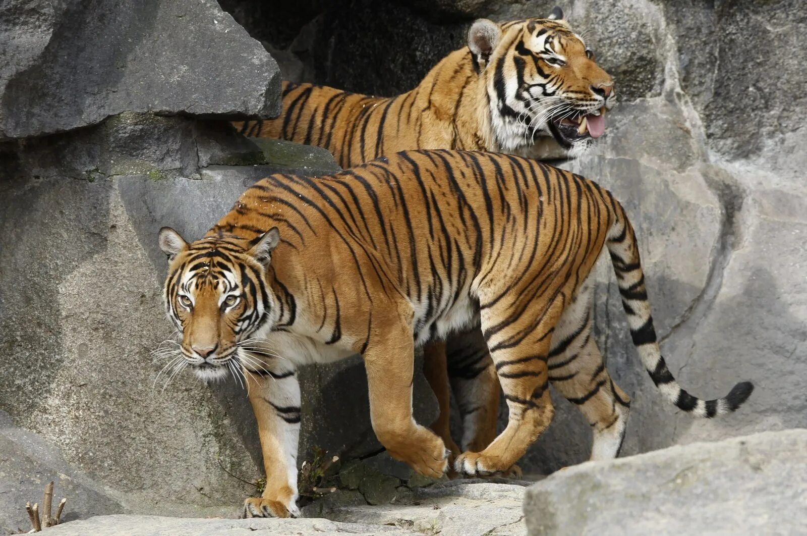Tiger dr