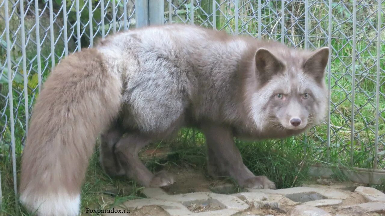 окрасы лисов. платиновая крестовка лиса. окрасы лисов. канадская мраморная лисица. лиса чернобурка крестовка.