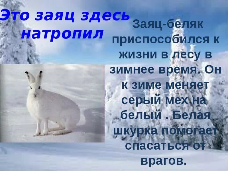 Рассказать о зайце. Жизнь животных зимой. Заяц зимой рассказ для детей. Описание белого зайца. Зайцы зимой живут возле деревни впр ответы