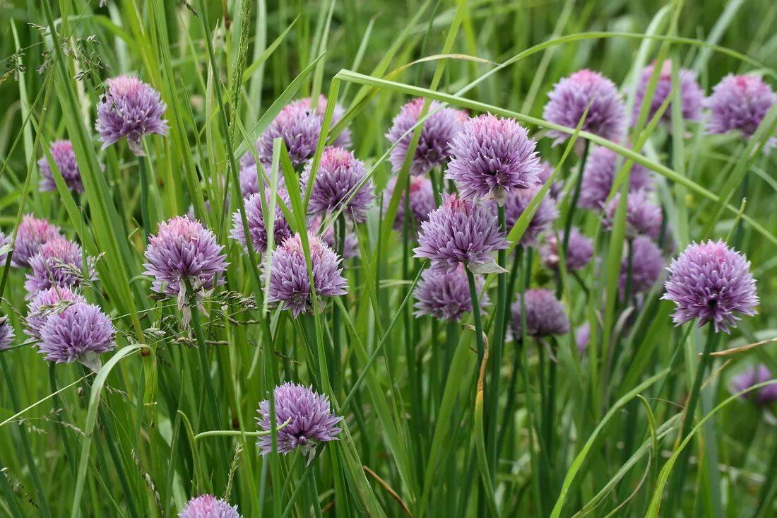 Дикий лук название. Лук скорода шнитт Луговой. Аллиум schoenoprasum. Аллиум дикий. Allium rotundum Луговой.