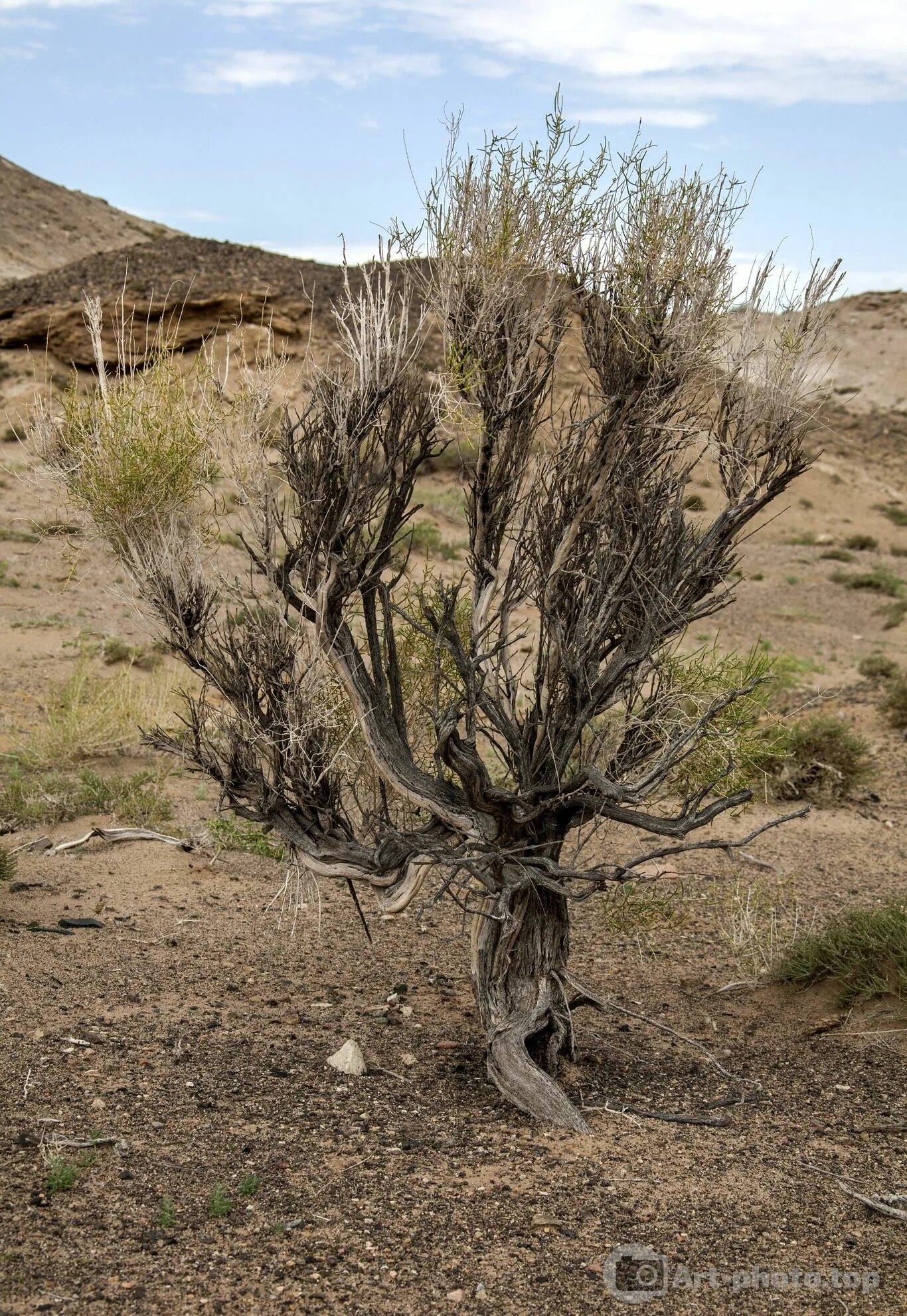 растения зоны пустынь саксаул. саксаул природная зона. саксаул монголия. саксаул растение природной зоны. саксаул растение природной зоны.