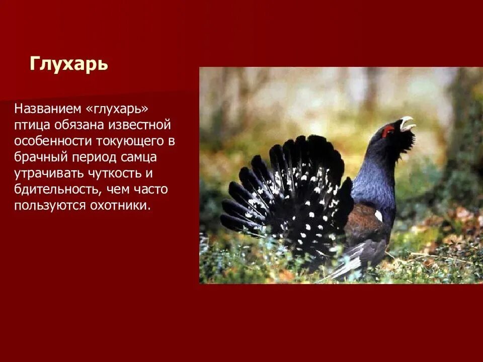 Жигулёвский заповедник глухарь. Уральский глухарь. Глухарь информация о птице. Глухарь птица красная книга. Глухарь книга.