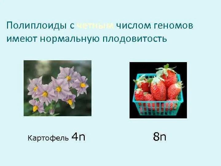 Полиплоиды. Полиплоиды у растений. Комбинативная изменчивость у растений. Примеры полиплоидов.