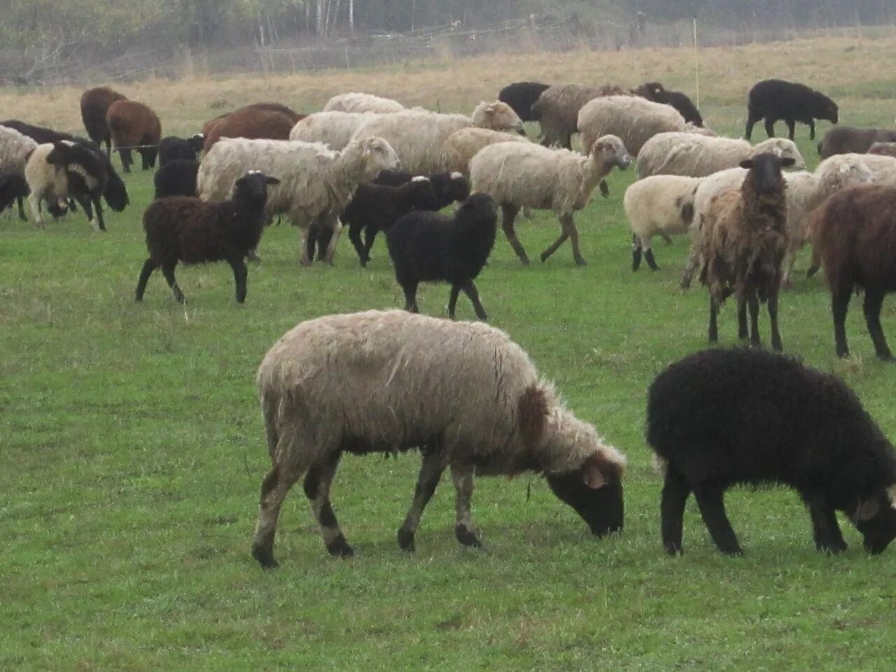 Курдючные овцы. Эдильбаевская порода овец. Баран Эдельбай порода. Овцы Орловской области. Купить овец омск