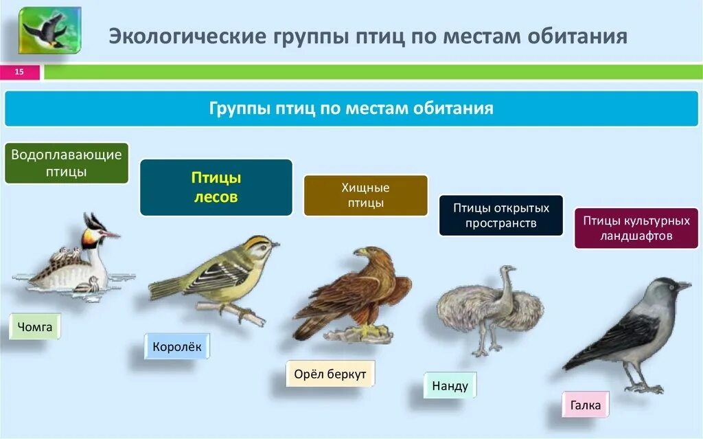 Экологические группы птиц. Экологическая группа птицы леса. Экологические группы птиц Хищные птицы. Представители экологических групп птиц. Значение птицы в питании
