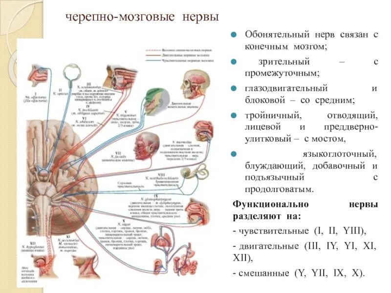 Функции 12 пар черепно-мозговых нервов (ЧМН).. 12 Пар черепных нервов схема. Таблица функции 12 пар черепно-мозговых нервов ЧМН. Черепные нервы анатомия иннервация.
