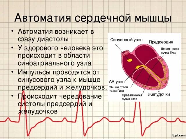 Что делают сердечные мышцы. Автоматия сердца. автоматич сердечной мышцы. механизм автоматии сердца. автоматизм сердечной мышцы.