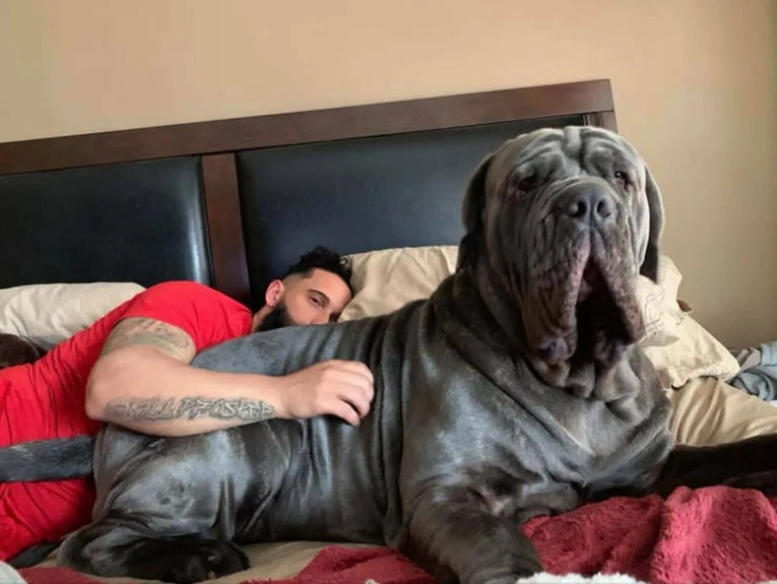 Огромный выглянуть. Neapolitan Mastiff с хозяином. Английский мастиф Зевс. Огромные собаки. Самая большая собака.