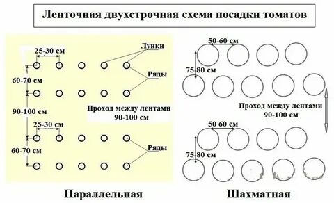 Интервал посадки помидор в теплице