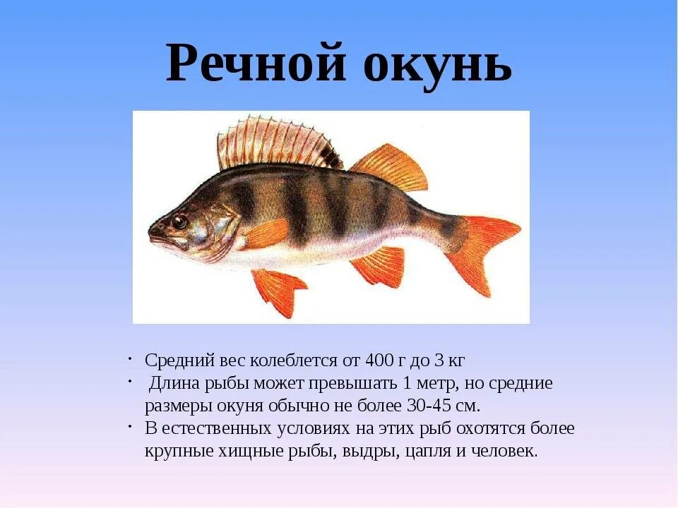 Окунь рыба описание для детей 1 класса. Окунь описание для детей 1 класса. Рассказ про окуня. Рыбы окунь Пресноводные дошкольники.