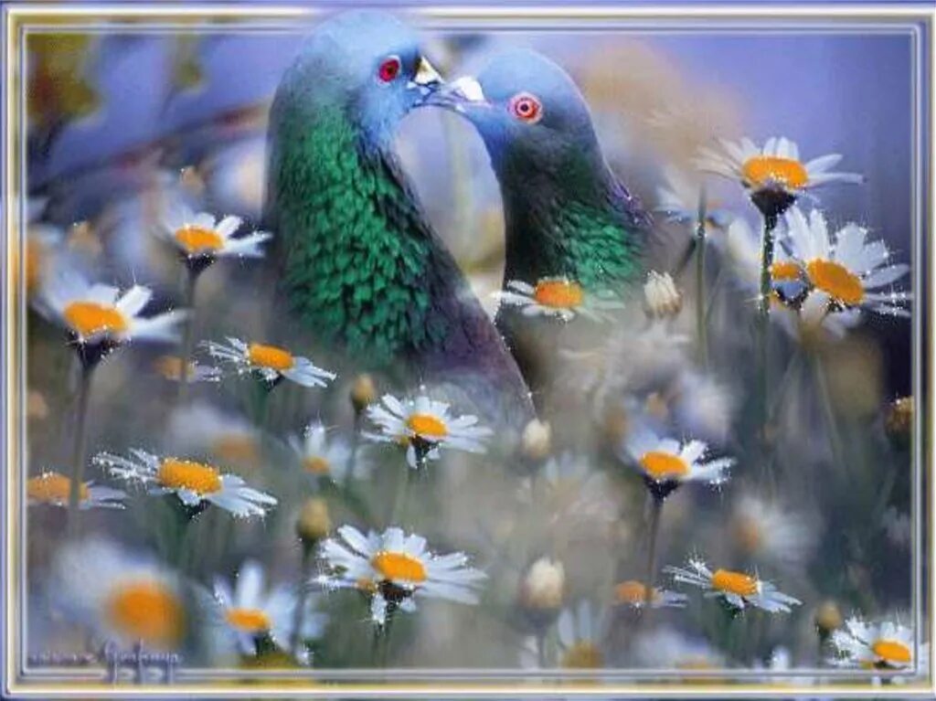 Живые птицы. Красивые птицы на цветах. Чудесный вечер с птицами. Сверкающие птички.