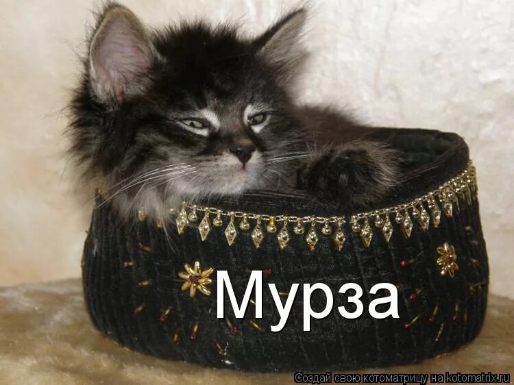 кот в шапке. кот в тюбетейке. кот в тюбетейке. кот в тюбетейке татарской. кот в тюбетейке.