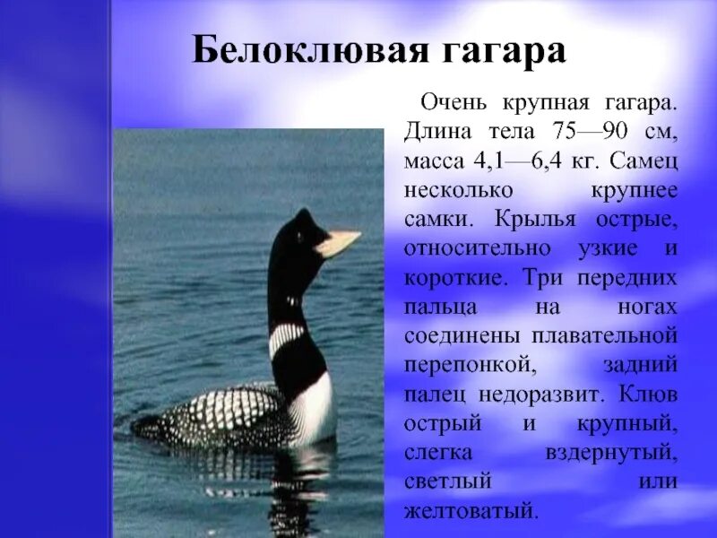 Сообщение о гагарке. Белоклювая гагара красная книга. птица белоклювая гагара. белоклювая гагара сообщение. гагарка доклад.