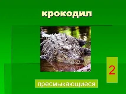 Крокодил это пресмыкающееся