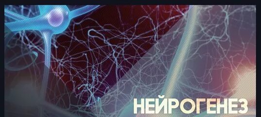 Нейрогенезис. Нейрогенезис. Нейрогенезис. Нейрогенез презентация. Нейронные связи в мозге.